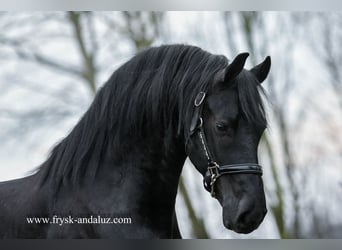 Frieserhästar, Hingst, 3 år, 160 cm, Svart