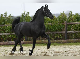 Frieserhästar, Hingst, 3 år, 160 cm, Svart