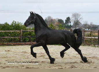 Frieserhästar, Hingst, 3 år, 165 cm, Svart