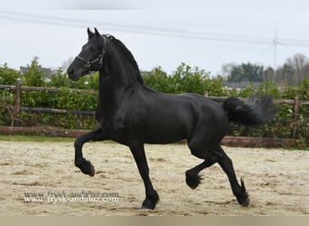 Frieserhästar, Hingst, 3 år, 165 cm, Svart