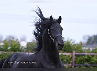 Frieserhästar, Hingst, 3 år, 165 cm, Svart