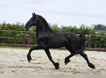 Frieserhästar, Hingst, 3 år, 165 cm, Svart