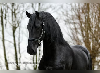 Frieserhästar, Hingst, 3 år, 165 cm, Svart