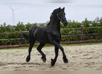 Frieserhästar, Hingst, 3 år, 165 cm, Svart