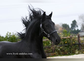 Frieserhästar, Hingst, 3 år, 165 cm, Svart