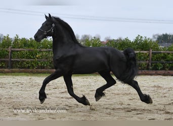 Frieserhästar, Hingst, 3 år, 165 cm, Svart