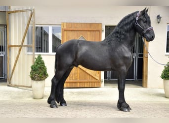 Frieserhästar, Hingst, 3 år, 166 cm, Svart