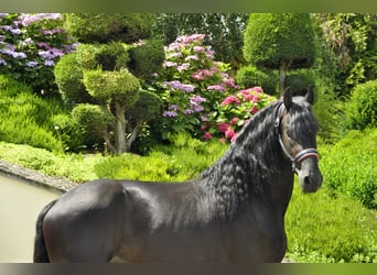 Frieserhästar, Hingst, 3 år, 166 cm, Svart