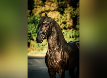 Frieserhästar, Hingst, 3 år, 170 cm, Svart