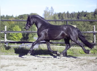 Frieserhästar, Hingst, 4 år, 162 cm, Svart