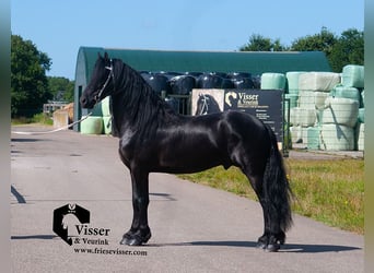 Frieserhästar, Hingst, 4 år, 163 cm