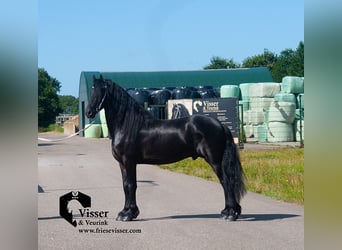 Frieserhästar, Hingst, 4 år, 163 cm