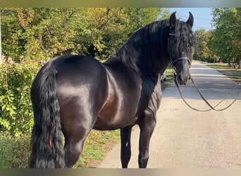 Frieserhästar, Hingst, 5 år, 162 cm, Svart