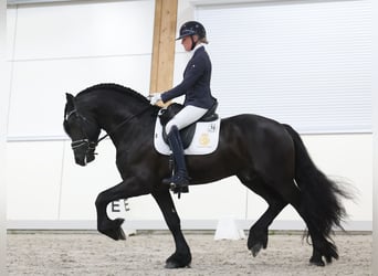 Frieserhästar, Hingst, 5 år, 164 cm, Svart