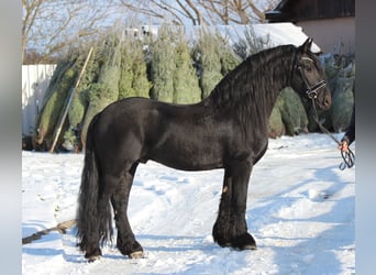 Frieserhästar, Hingst, 5 år, 165 cm, Svart