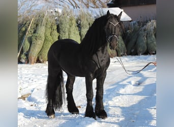 Frieserhästar, Hingst, 5 år, 165 cm, Svart