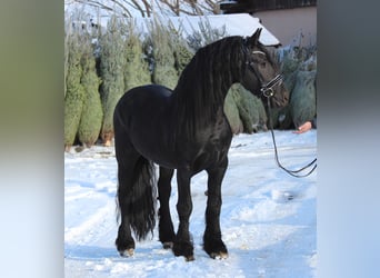 Frieserhästar, Hingst, 5 år, 165 cm, Svart