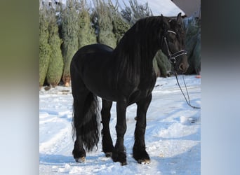 Frieserhästar, Hingst, 5 år, 165 cm, Svart