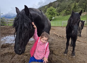 Frieserhästar, Hingst, 5 år, 168 cm, Svart