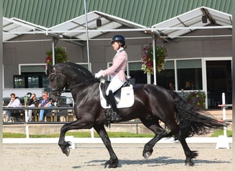 Frieserhästar, Hingst, 5 år, 170 cm, Svart