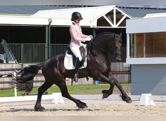 Frieserhästar, Hingst, 5 år, 170 cm, Svart