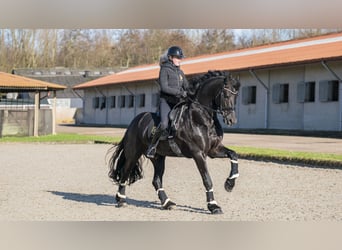 Frieserhästar, Hingst, 5 år, 170 cm, Svart