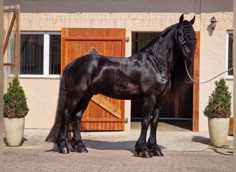 Frieserhästar, Hingst, 6 år, 173 cm, Svart