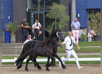 Frieserhästar, Hingst, Föl (05/2024), 164 cm, Svart