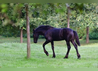 Frieserhästar, Hingst, Föl (03/2023), 168 cm, Svart