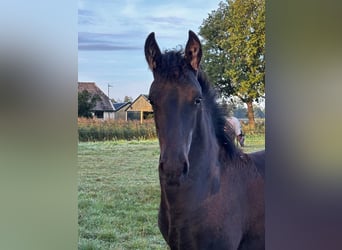 Frieserhästar, Hingst, Föl (05/2023), 168 cm, Svart
