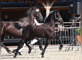 Frieserhästar, Hingst, Föl (04/2024), Svart