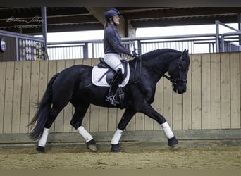 Frieserhästar, Sto, 12 år, 161 cm, Svart