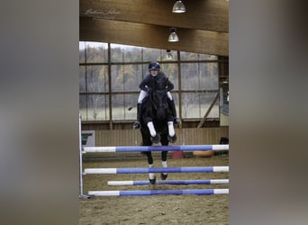 Frieserhästar, Sto, 12 år, 161 cm, Svart