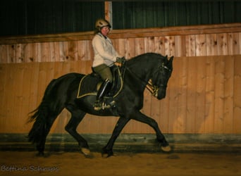 Frieserhästar, Sto, 12 år, 161 cm, Svart