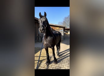 Frieserhästar, Sto, 12 år, 162 cm, Svart
