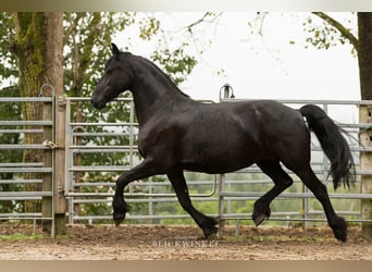 Frieserhästar, Sto, 12 år, 163 cm, Svart