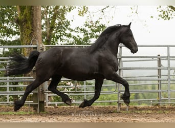 Frieserhästar, Sto, 12 år, 163 cm, Svart