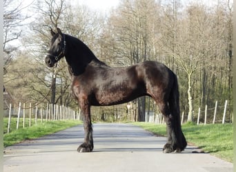 Frieserhästar, Sto, 14 år, 165 cm, Svart