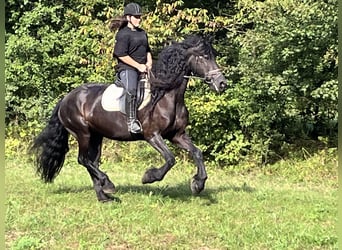 Frieserhästar, Sto, 16 år, 165 cm, Svart