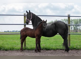 Frieserhästar, Sto, 17 år, 163 cm, Svart