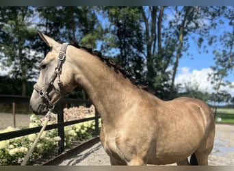 Frieserhästar Blandning, Sto, 1 år, Black
