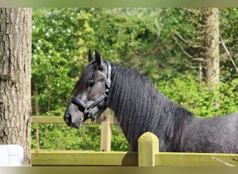 Frieserhästar Blandning, Sto, 2 år, 145 cm, Rökfärgad svart