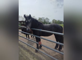 Frieserhästar Blandning, Sto, 2 år, 150 cm, Kan vara vit