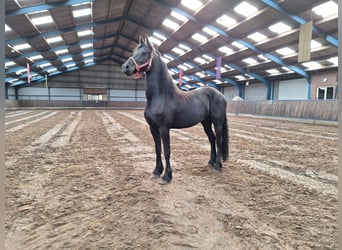 Frieserhästar, Sto, 2 år, 165 cm, Svart