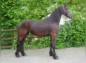 Frieserhästar Blandning, Sto, 3 år, 160 cm