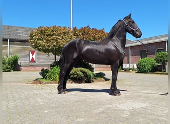 Frieserhästar, Sto, 3 år, 160 cm, Svart