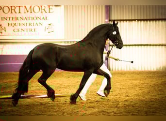 Frieserhästar, Sto, 4 år, 160 cm, Svart