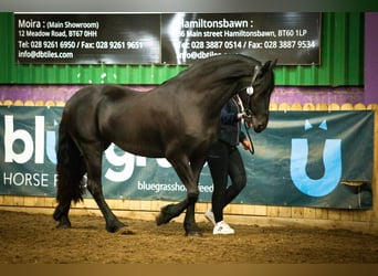 Frieserhästar, Sto, 4 år, 160 cm, Svart
