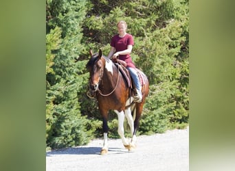 Frieserhästar, Sto, 4 år