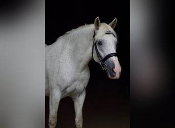 Frieserhästar Blandning, Sto, 5 år, 155 cm, Grå